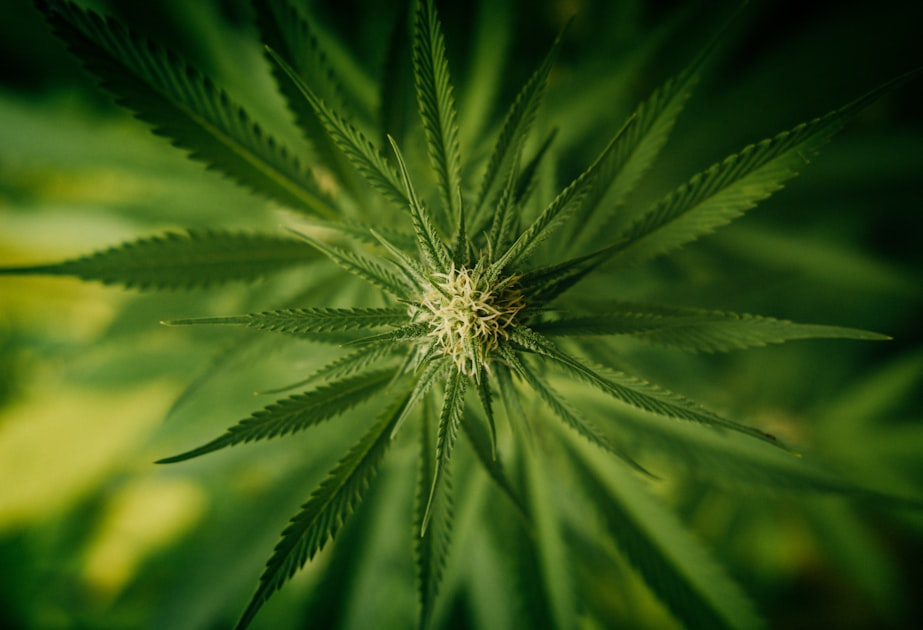 Navigating Minnesota’s Cannabis Industry