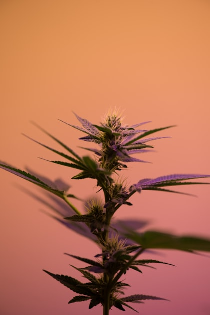 Hemp Farming in Minnesota: A Guide
