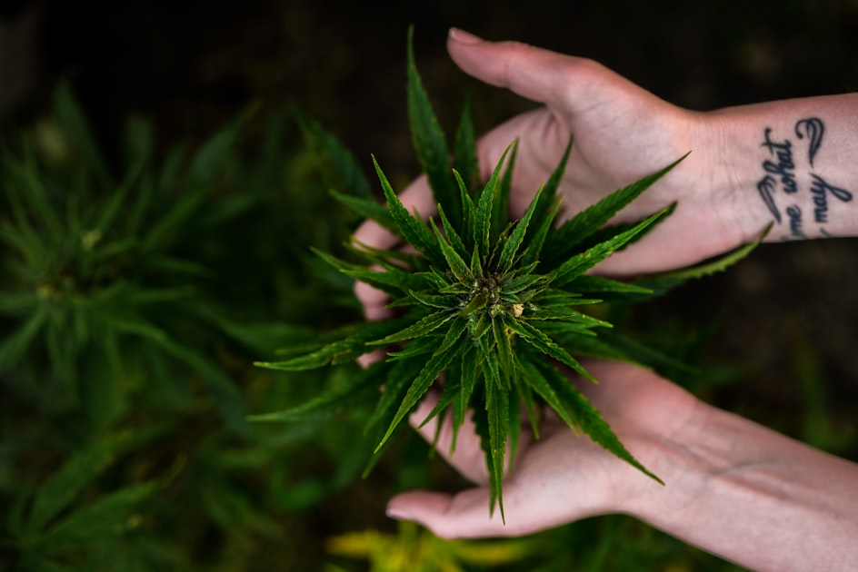 The Rise of CBD Oil in Minnesota